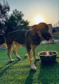 Pawsome Pets UAE thumb 9